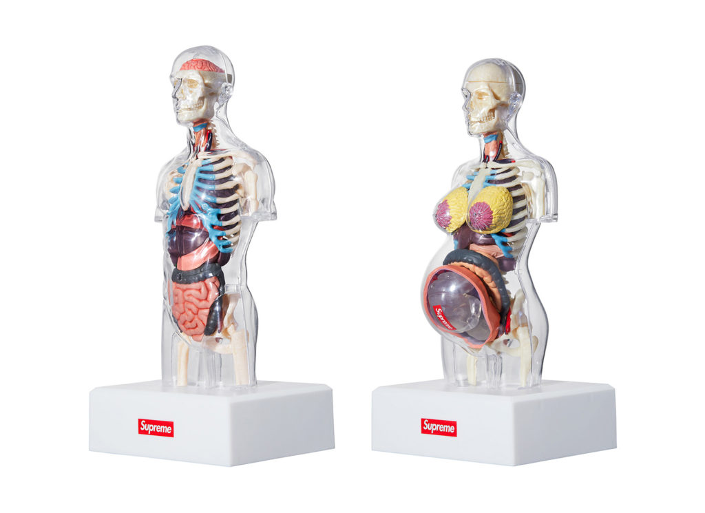 Male and Female Anatomy Model